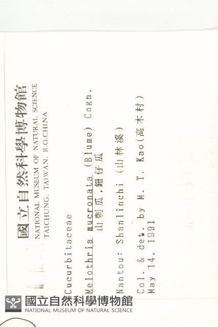 黑果馬交兒藏品圖，第2張