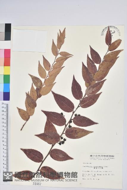 白珠樹藏品圖，第1張