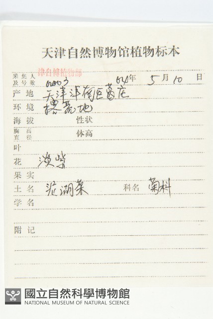 泥胡菜藏品圖，第2張