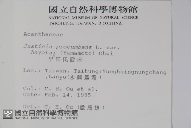 早田氏爵床藏品圖，第2張