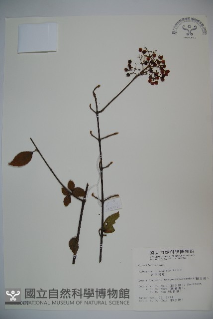 呂宋莢迷藏品圖，第1張