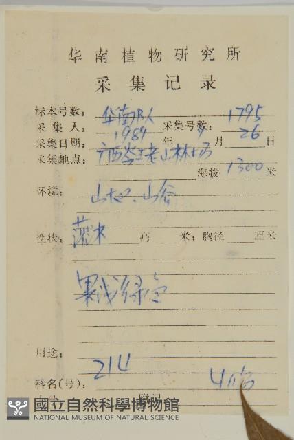 單毛山柳藏品圖，第2張