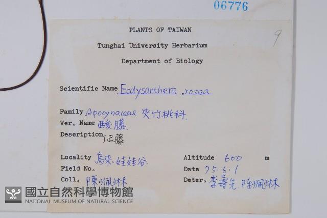 酸藤藏品圖，第2張