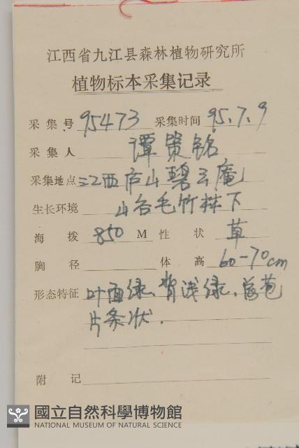 矢鏃葉蟹甲草藏品圖，第2張