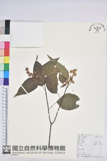 扛香藤藏品圖，第1張