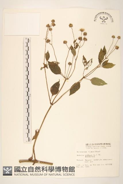 雙花蟛蜞菊藏品圖，第1張