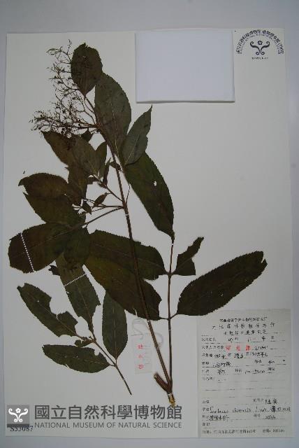 冇骨消藏品圖，第1張