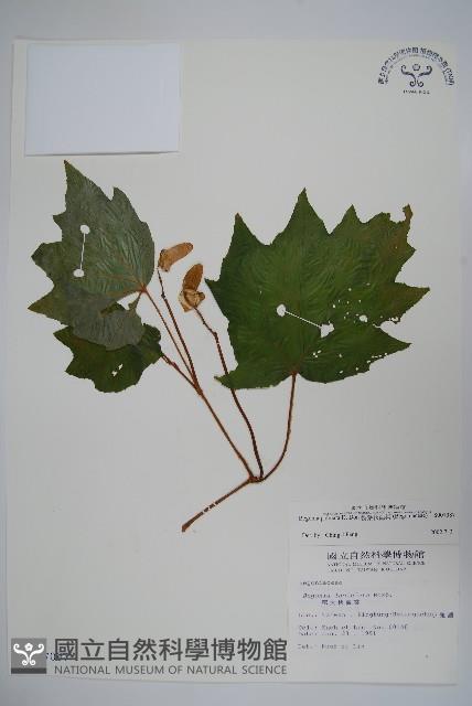 裂葉秋海棠藏品圖，第1張