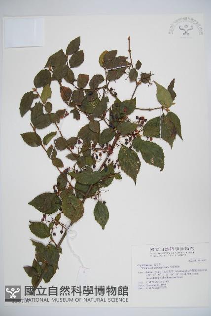 呂宋莢迷藏品圖，第1張