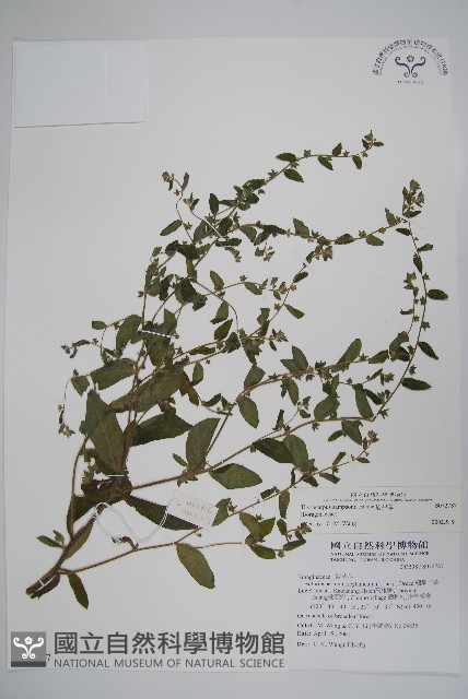 盾果草藏品圖，第1張