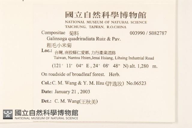 粗毛小米菊藏品圖，第2張