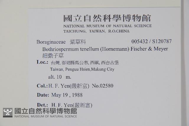 細纍子草藏品圖，第2張