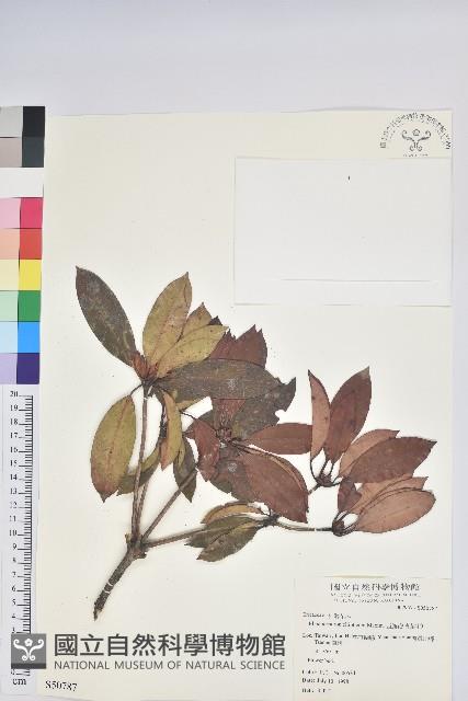 西施花、青紫木藏品圖，第1張