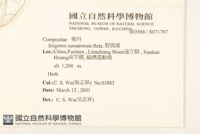 野茼蒿藏品圖，第2張