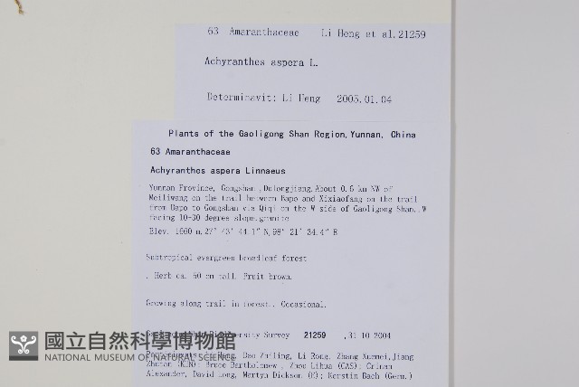 土牛膝藏品圖，第2張