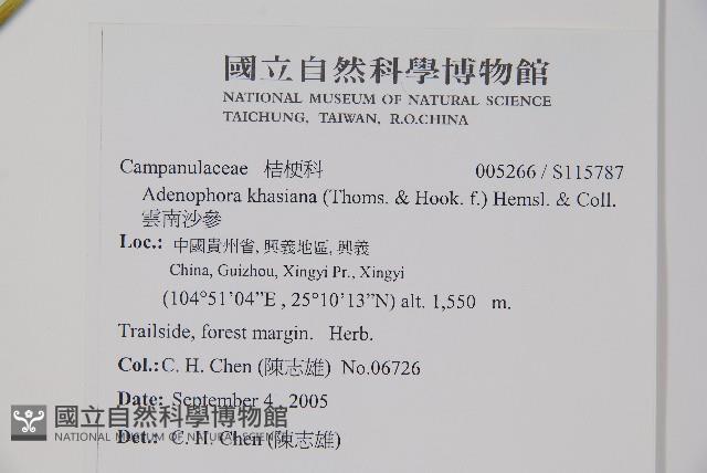 雲南沙參藏品圖，第2張