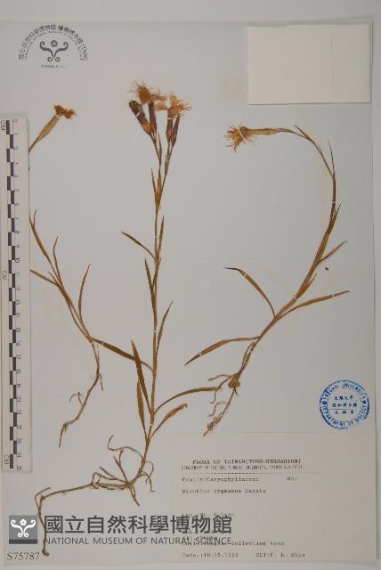 玉山石竹藏品圖，第1張