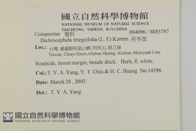 茯苓菜藏品圖，第2張