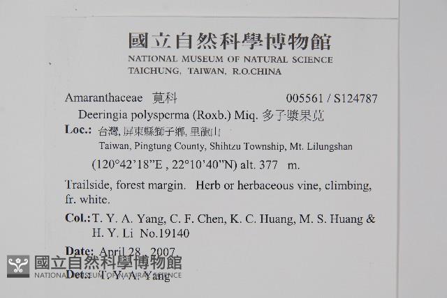 多子漿果莧藏品圖，第2張