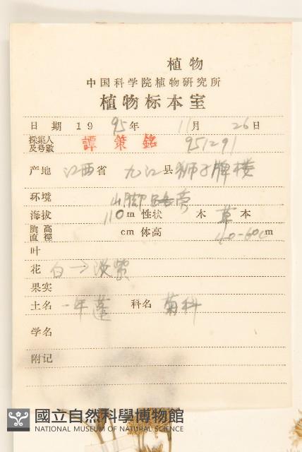 白頂飛蓬藏品圖，第2張