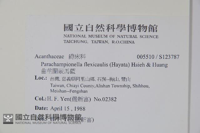 曲莖馬藍藏品圖，第2張