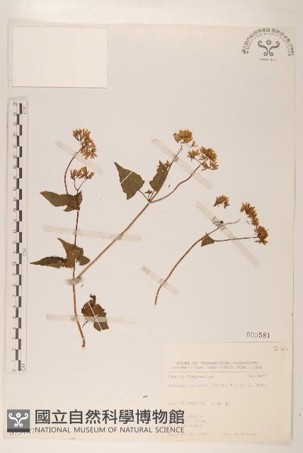 蔓澤蘭藏品圖，第1張