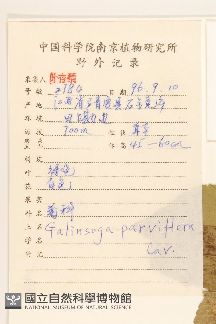 小米菊藏品圖，第2張