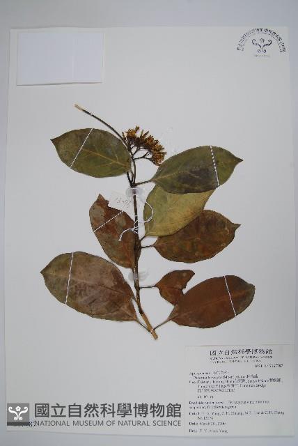 爬森藤藏品圖，第1張