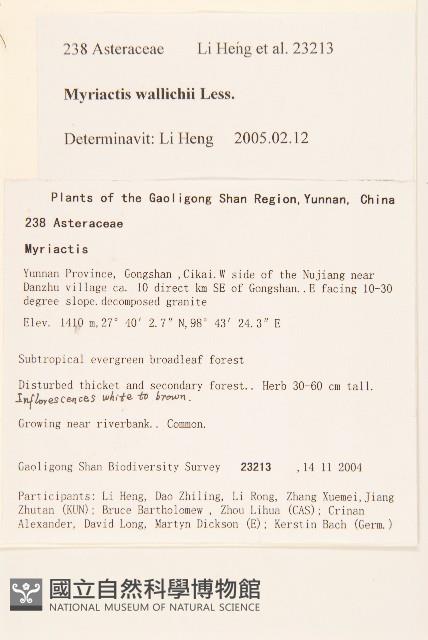 千星菊藏品圖，第2張