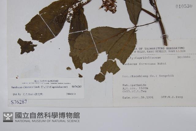 冇骨消藏品圖，第2張