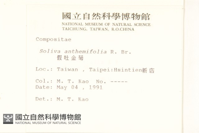 假吐金菊藏品圖，第2張