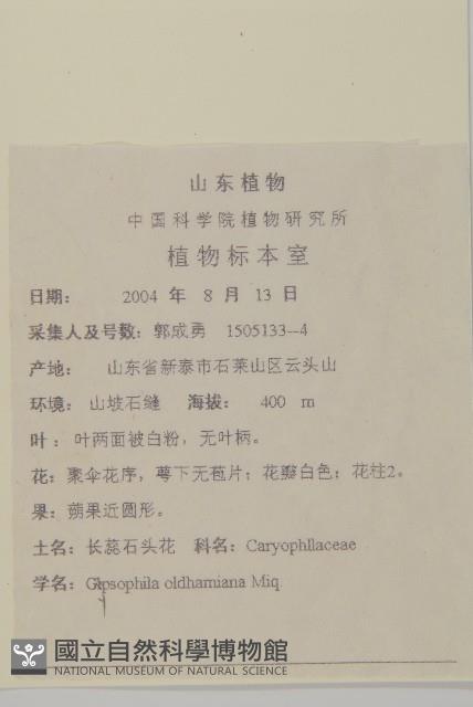 霞草、歐石頭花藏品圖，第2張