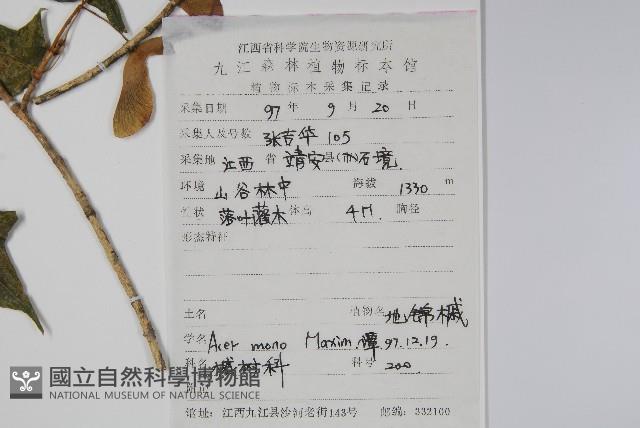 元寶楓, 地錦槭藏品圖，第2張