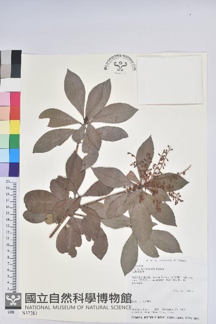 臺灣馬醉木藏品圖，第1張