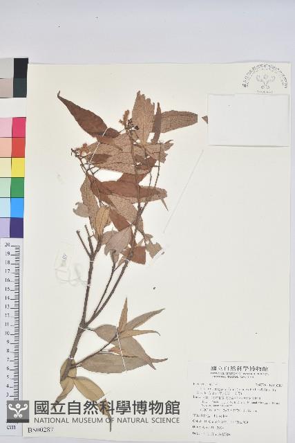 牛乳榕藏品圖，第1張