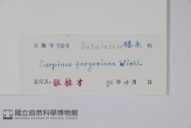 千筋樹藏品圖，第2張