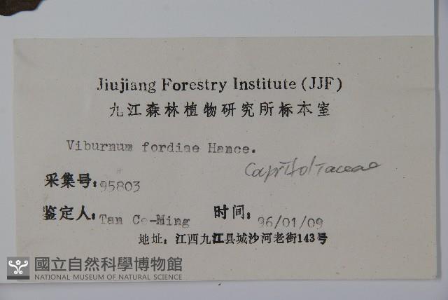 南方莢迷藏品圖，第2張