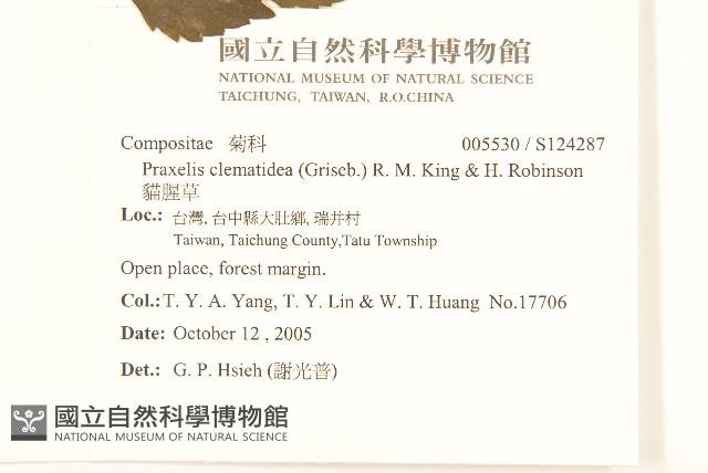 貓腥草藏品圖，第2張