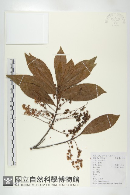 杜英、山杜英、蘭嶼杜英藏品圖，第1張