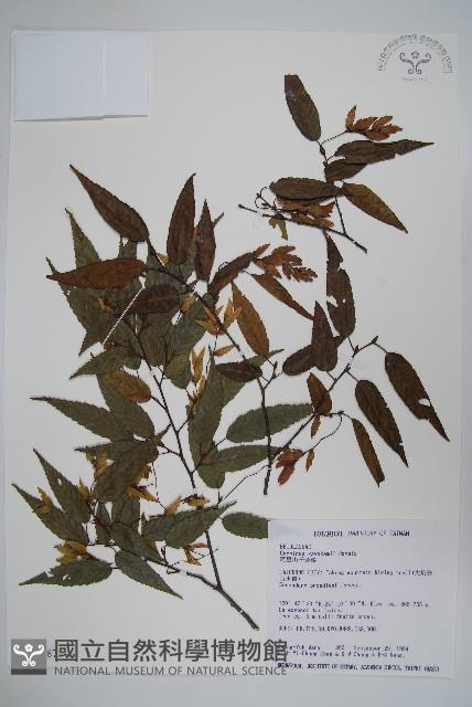 阿里山千金榆藏品圖，第1張