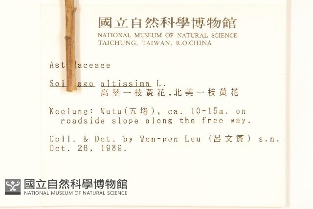 北美一枝黃花藏品圖，第2張