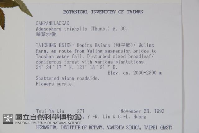 輪葉沙參藏品圖，第2張