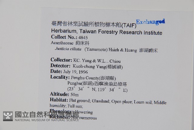 澎湖爵床藏品圖，第2張