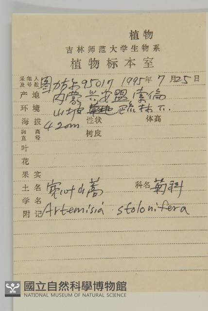 寬葉山蒿藏品圖，第2張