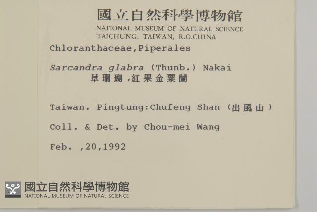 草珊瑚、紅果金粟蘭藏品圖，第2張