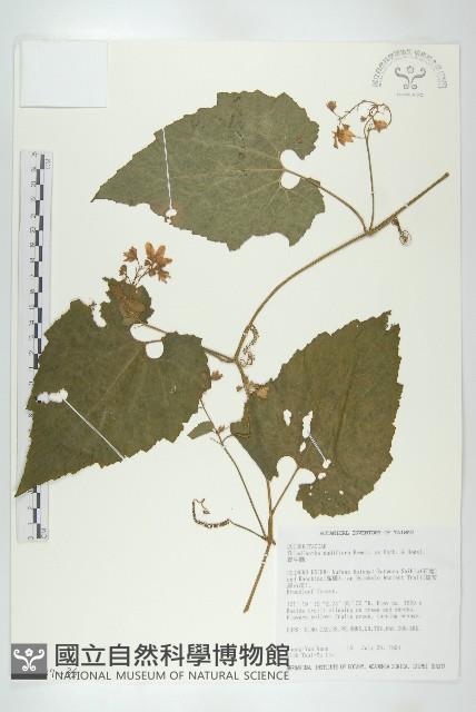 青牛膽藏品圖，第2張