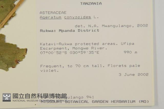 霍香薊藏品圖，第2張