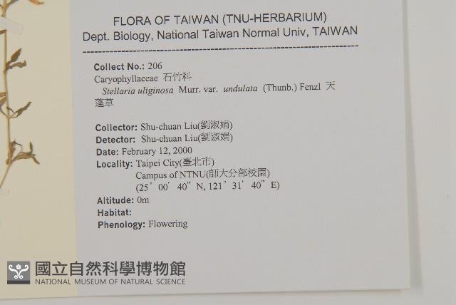 天蓬草藏品圖，第2張