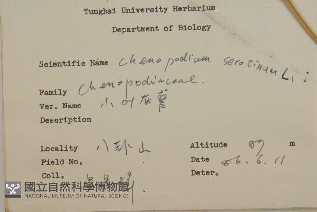 小葉藜藏品圖，第2張