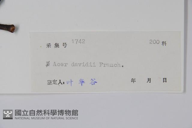 青榨槭藏品圖，第2張